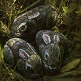 Da bismo pomogli umjetnicima početnicima - slikamo kamenje akrilnim bojama